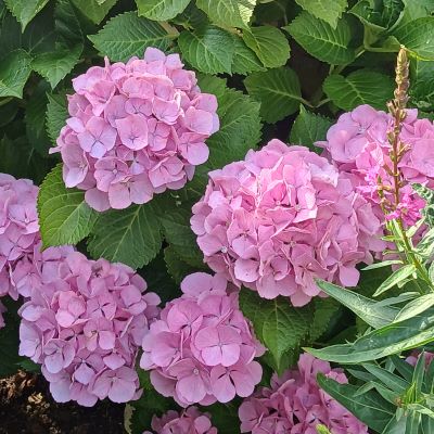 父の誕生日★86歳おめでとう！！！庭の紫陽花が美しい。茅ヶ崎海岸さんぽ。