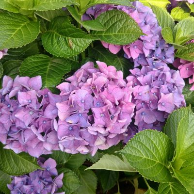 父の誕生日★86歳おめでとう！！！庭の紫陽花が美しい。茅ヶ崎海岸さんぽ。