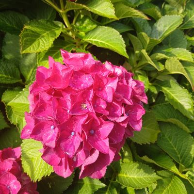 父の誕生日★86歳おめでとう！！！庭の紫陽花が美しい。茅ヶ崎海岸さんぽ。