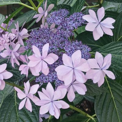 父の誕生日★86歳おめでとう！！！庭の紫陽花が美しい。茅ヶ崎海岸さんぽ。