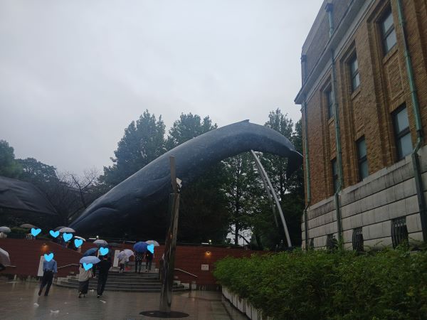 国立科学博物館★出口付近にあるシロナガスクジラ（実物大）